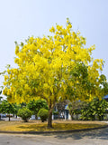 golden shower tree