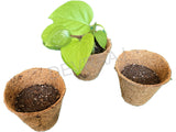 Eco friendly Coconut Coir Pots and Organic Soil