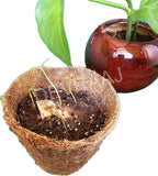 PLANTABLE SEED PAPER WITH COCONUT COIR POT AND ORGANIC SOIL