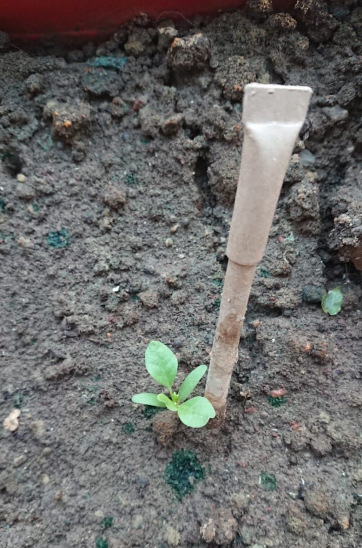 seed planting pen Devraaj Eco-friendly Plantable Seed Pens – DEVRAAJ HANDMADE PAPER,  PLANTABLE SEED PAPERS & PAPER PRODUCTS