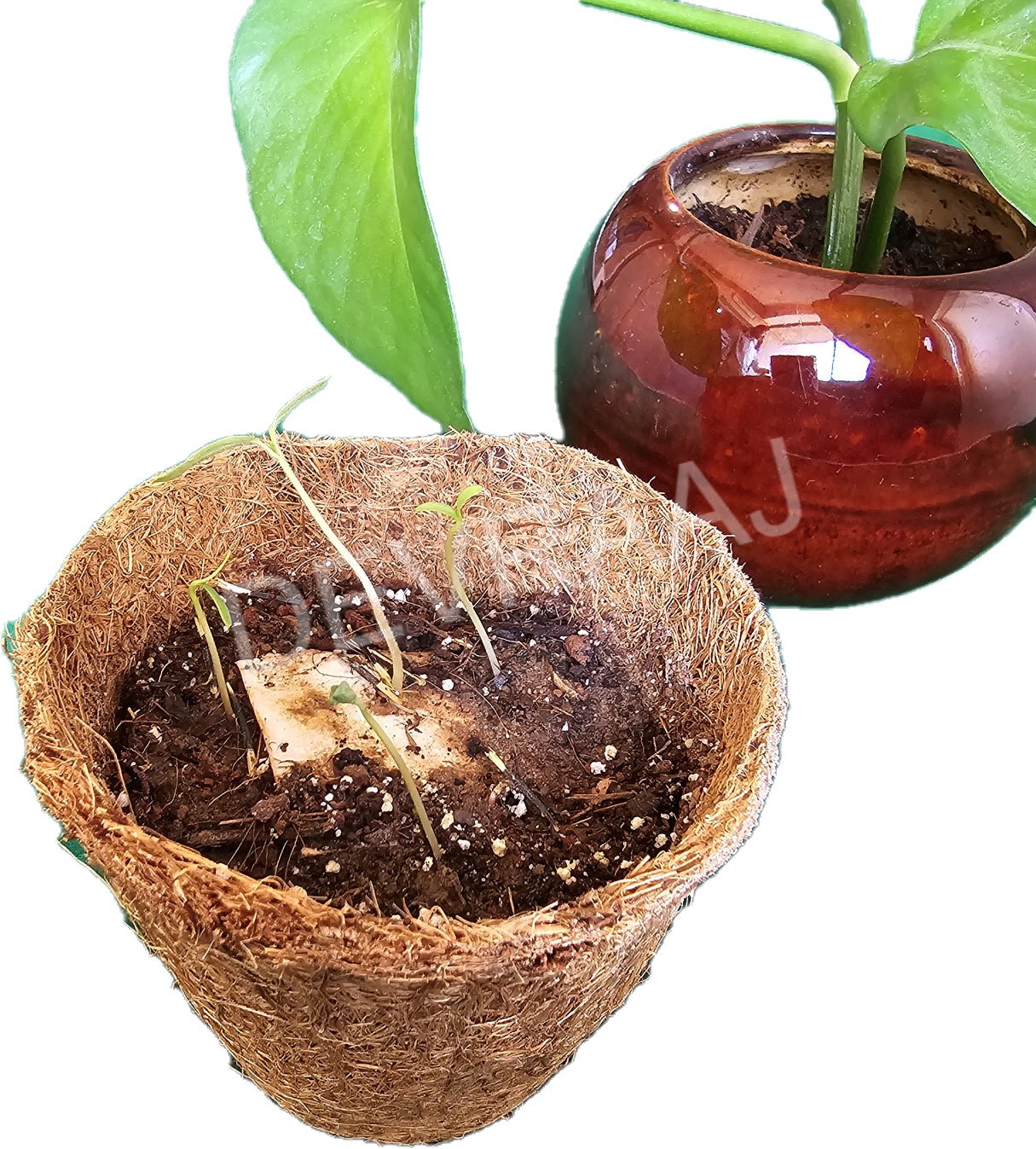 coconut fibre for pot plants Coconut Coir Pots & Organic Soil for eco-friendly gardening – DEVRAAJ HANDMADE PAPER, PLANTABLE SEED PAPERS & PAPER PRODUCTS