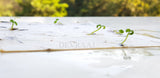 Off White Plantable Marigold Seed Paper pack of - DEVRAAJ HANDMADE PAPER, PLANTABLE SEED PAPERS & PAPER PRODUCTS - 4"x6"