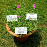Plantable Seed Paper Business Cards - DEVRAAJ HANDMADE PAPER, PLANTABLE SEED PAPERS & PAPER PRODUCTS - 