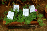 Plantable Seed Paper Price Tags - DEVRAAJ HANDMADE PAPER, PLANTABLE SEED PAPERS & PAPER PRODUCTS - 