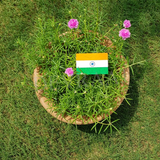 Devraaj Eco-friendly Plantable Indian Flags for 15th August 26th January national festivals gifts & Eco-friendly nationalism