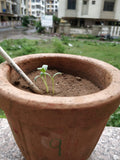 Germinated plantable seed pencil in a pot