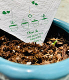 Plantable seed paper with germination of seedlings